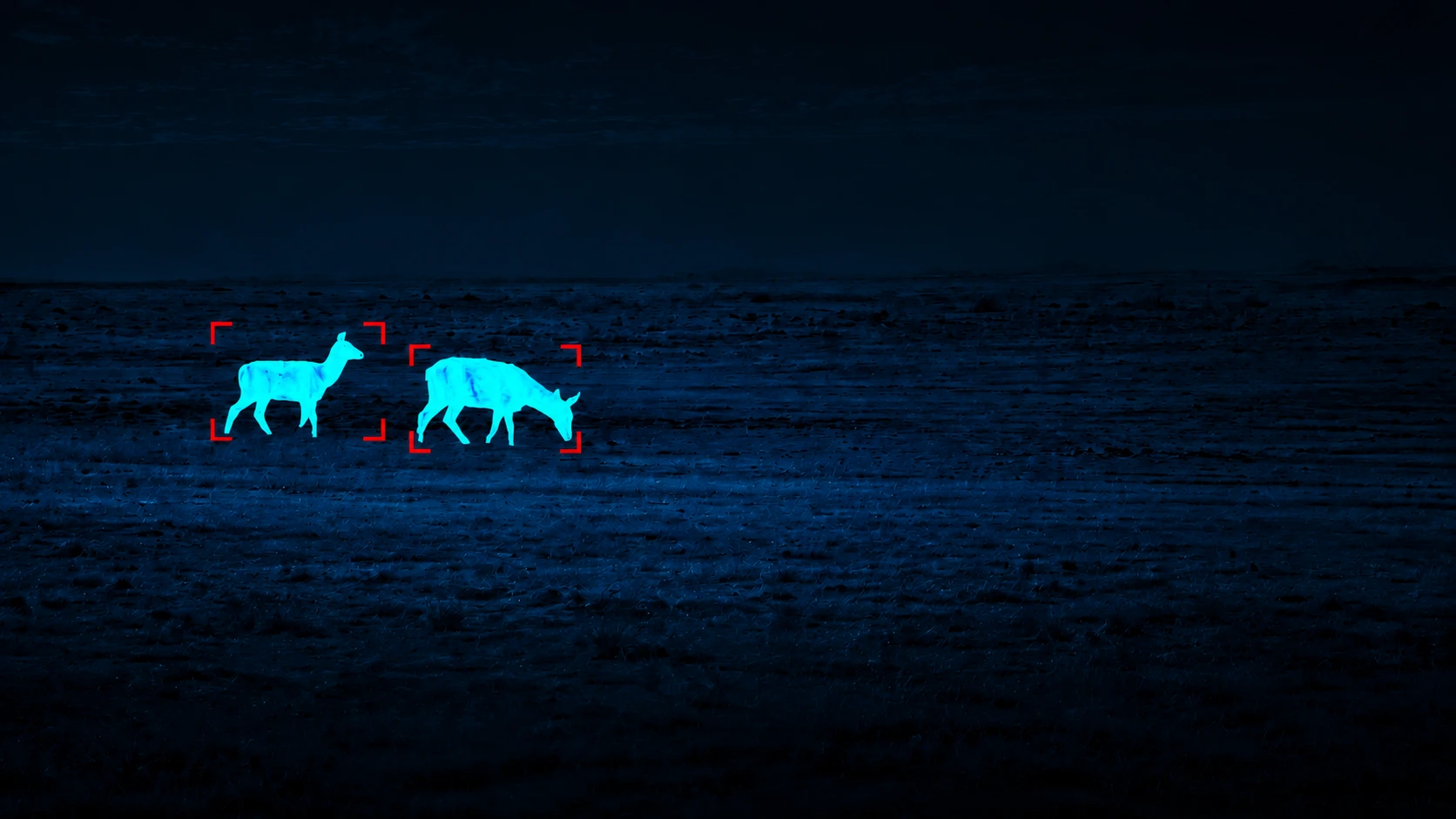 wild life monitoring